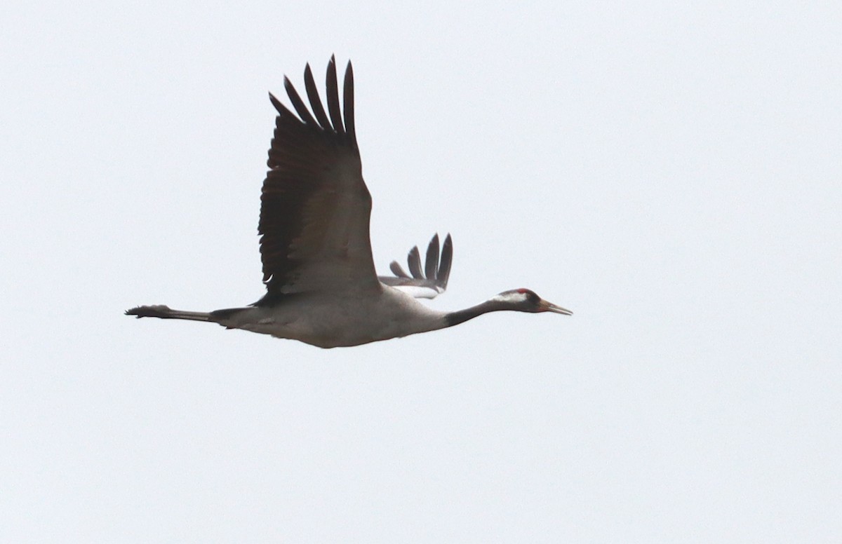 Common Crane - ML616378464