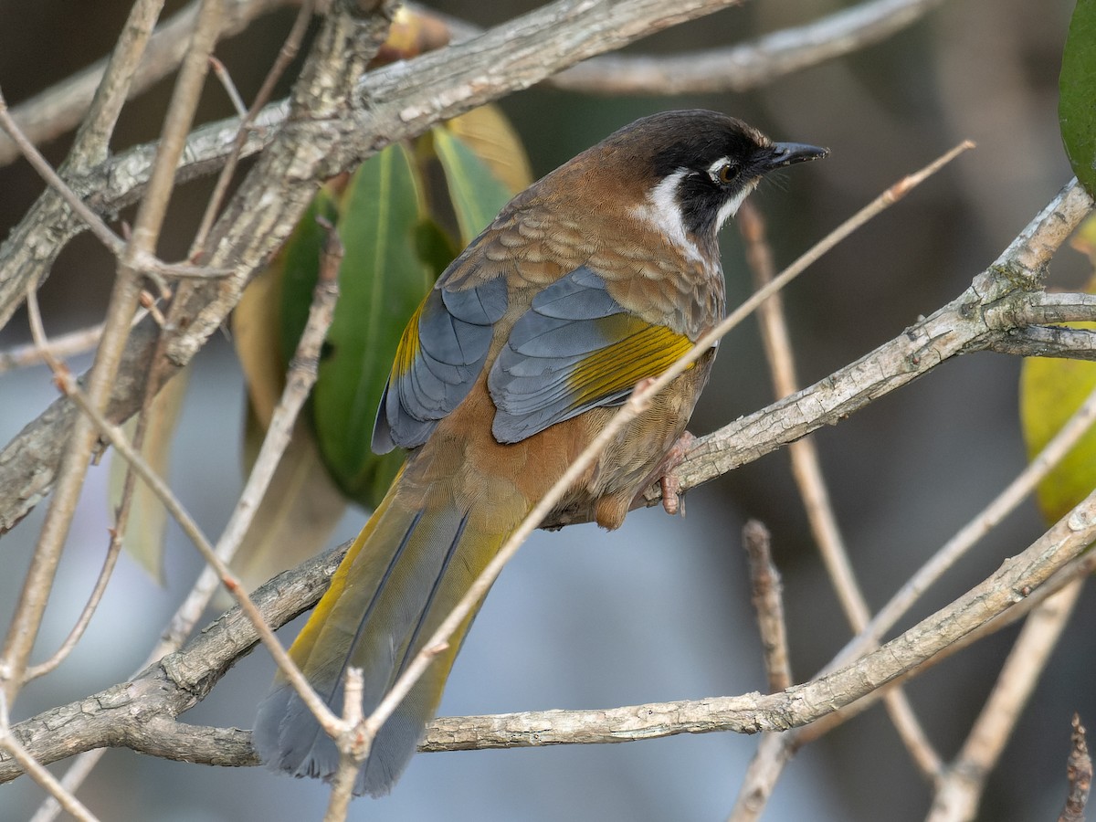 Black-faced Laughingthrush - Ninad Thakoor