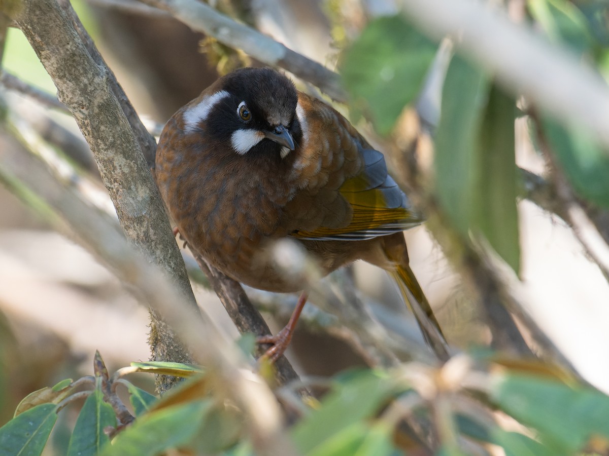 Black-faced Laughingthrush - Ninad Thakoor