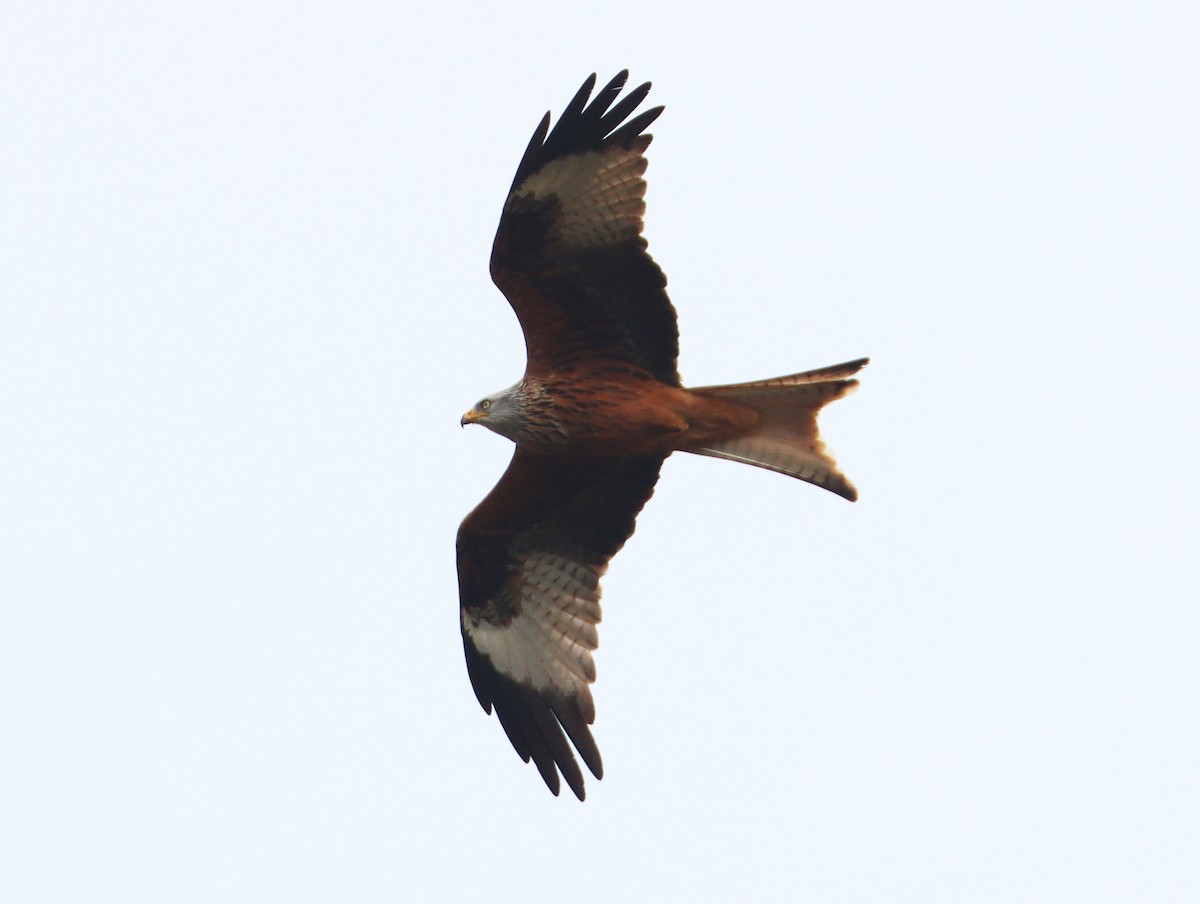 Red Kite - ML616378500