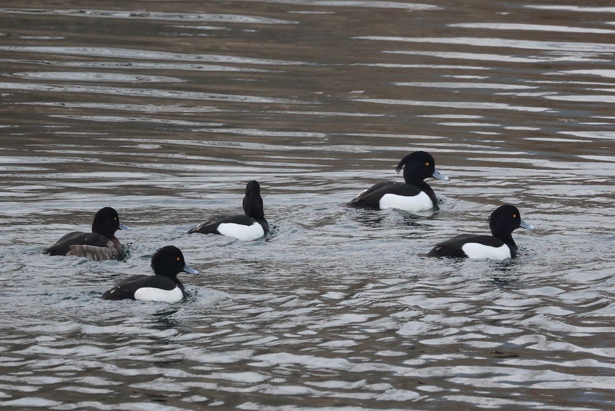 Tufted Duck - Kisup Lee