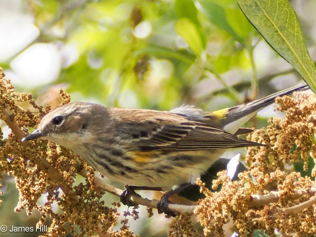 Yellow-rumped Warbler - James Hill