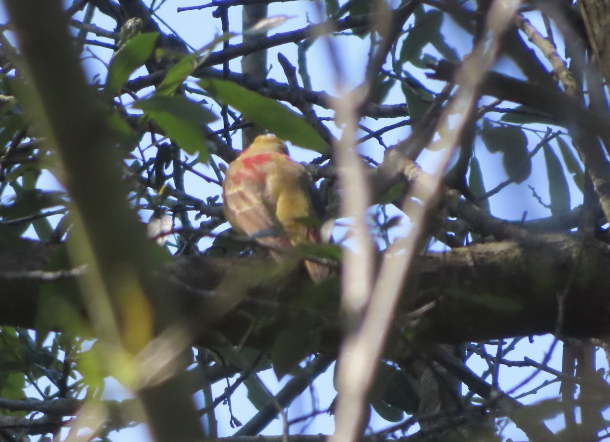 Summer Tanager - ML616378537