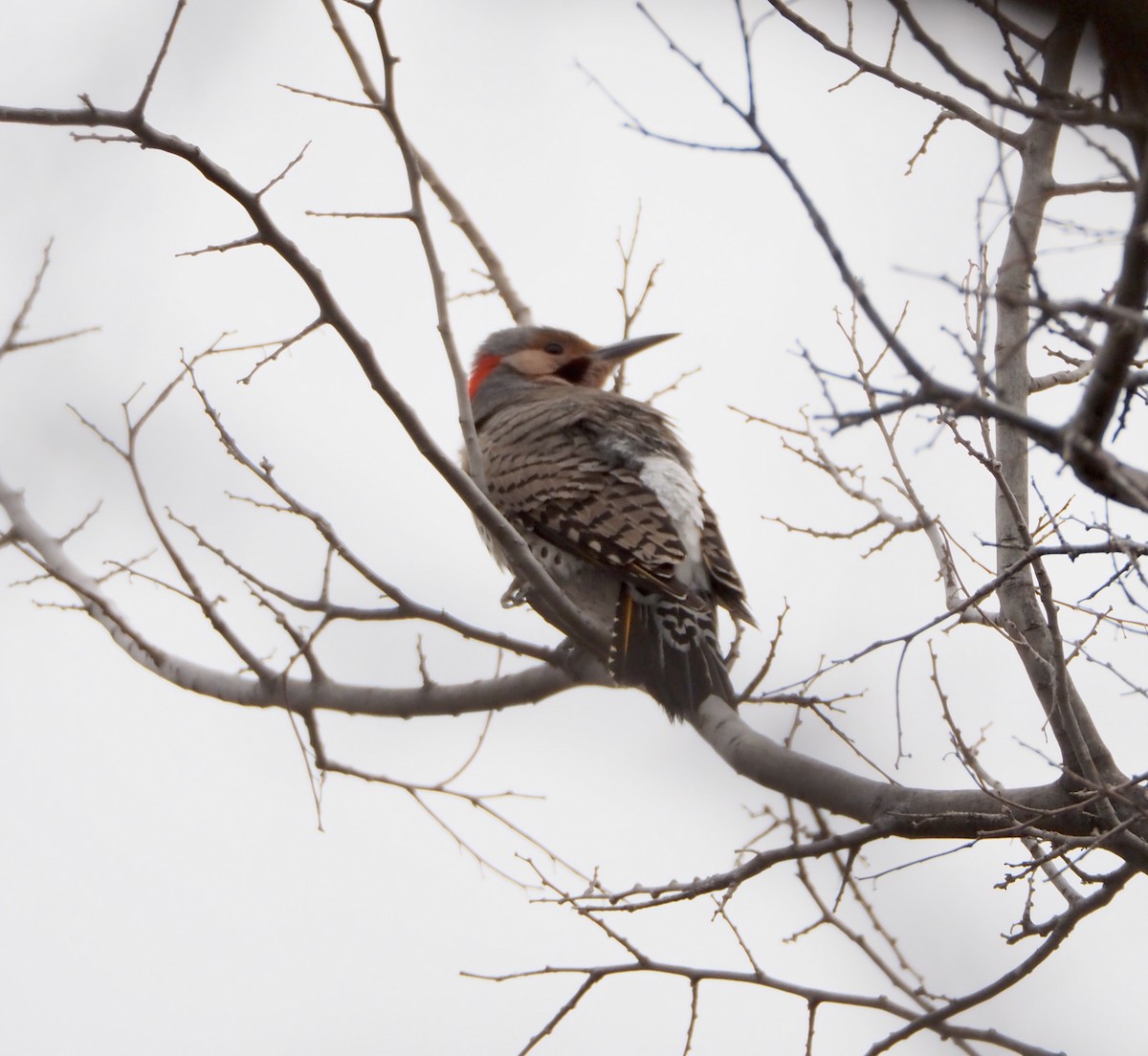 Northern Flicker (Yellow-shafted) - ML616378575