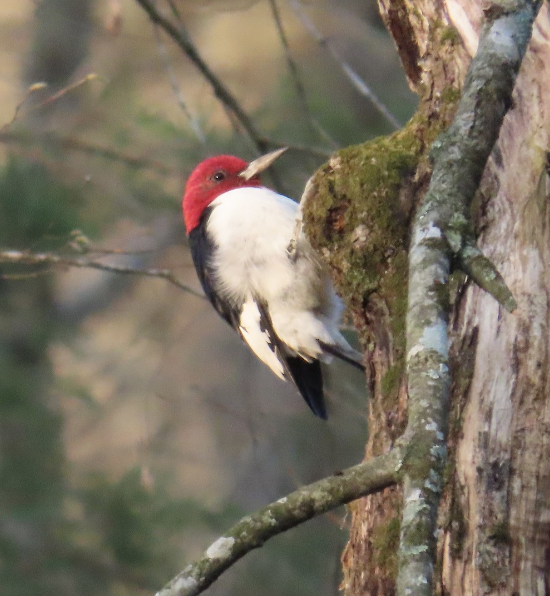 Red-headed Woodpecker - ML616378585