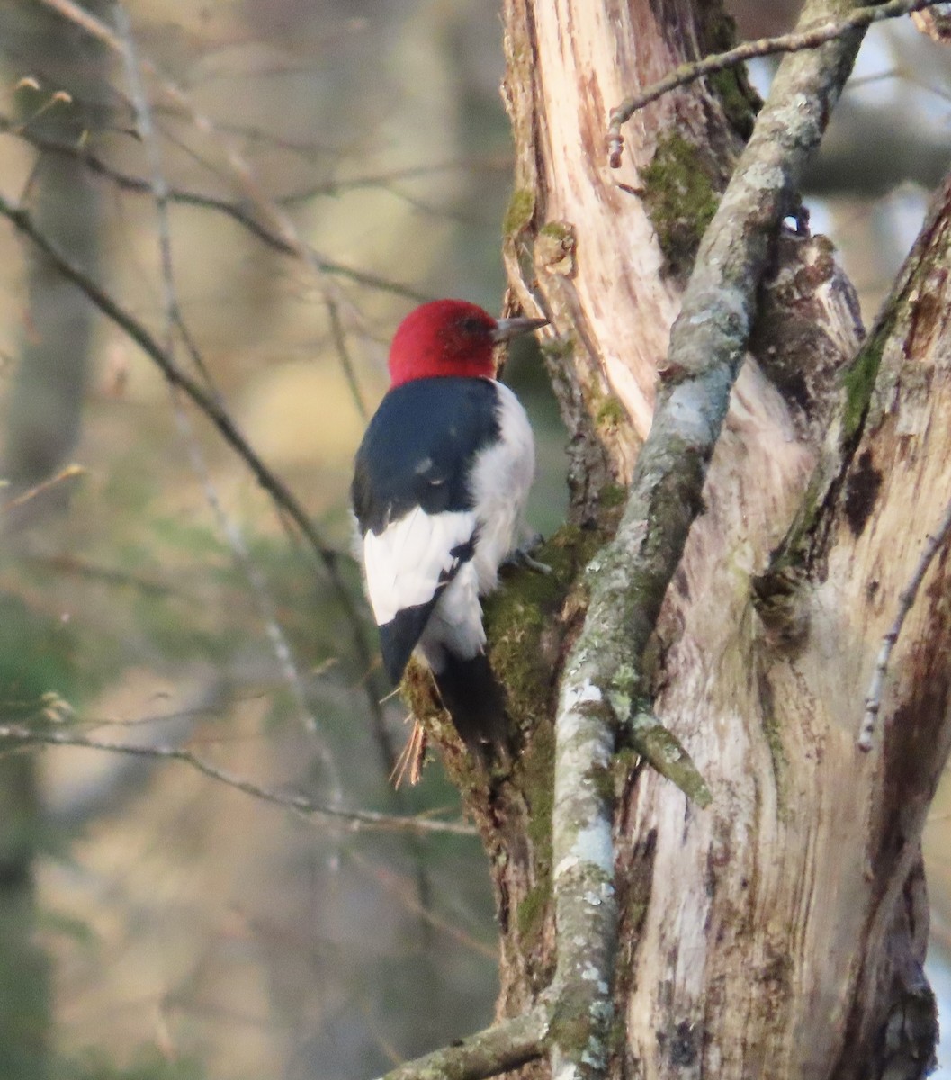 Red-headed Woodpecker - ML616378586