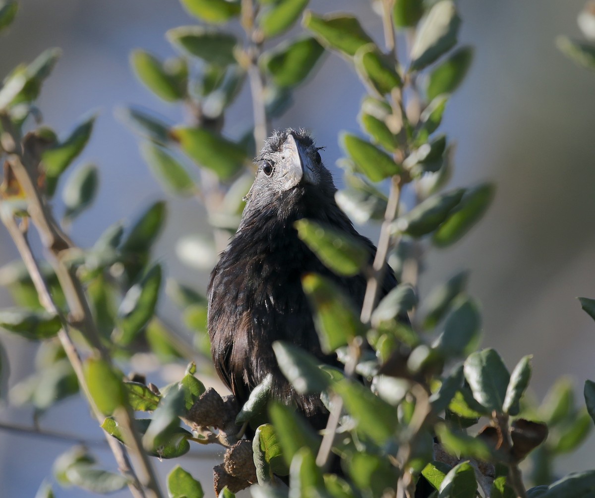 Groove-billed Ani - ML616378594