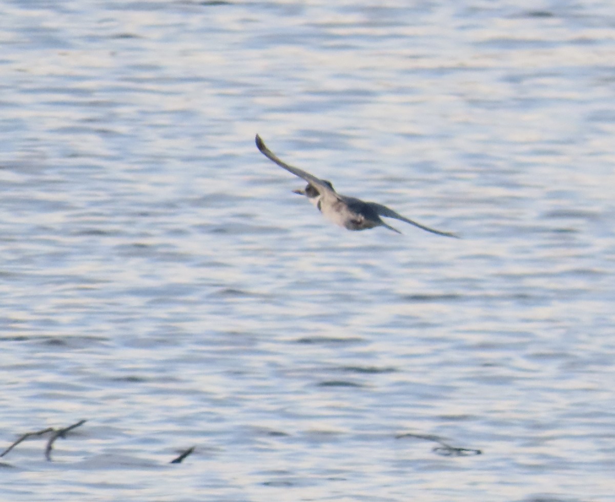 Belted Kingfisher - ML616378601