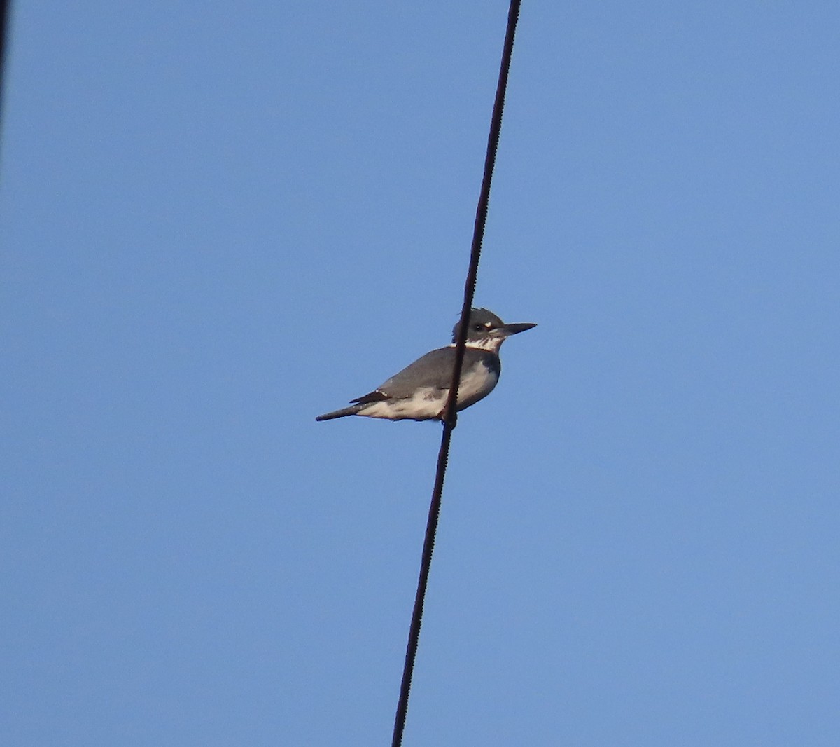 Belted Kingfisher - ML616378602