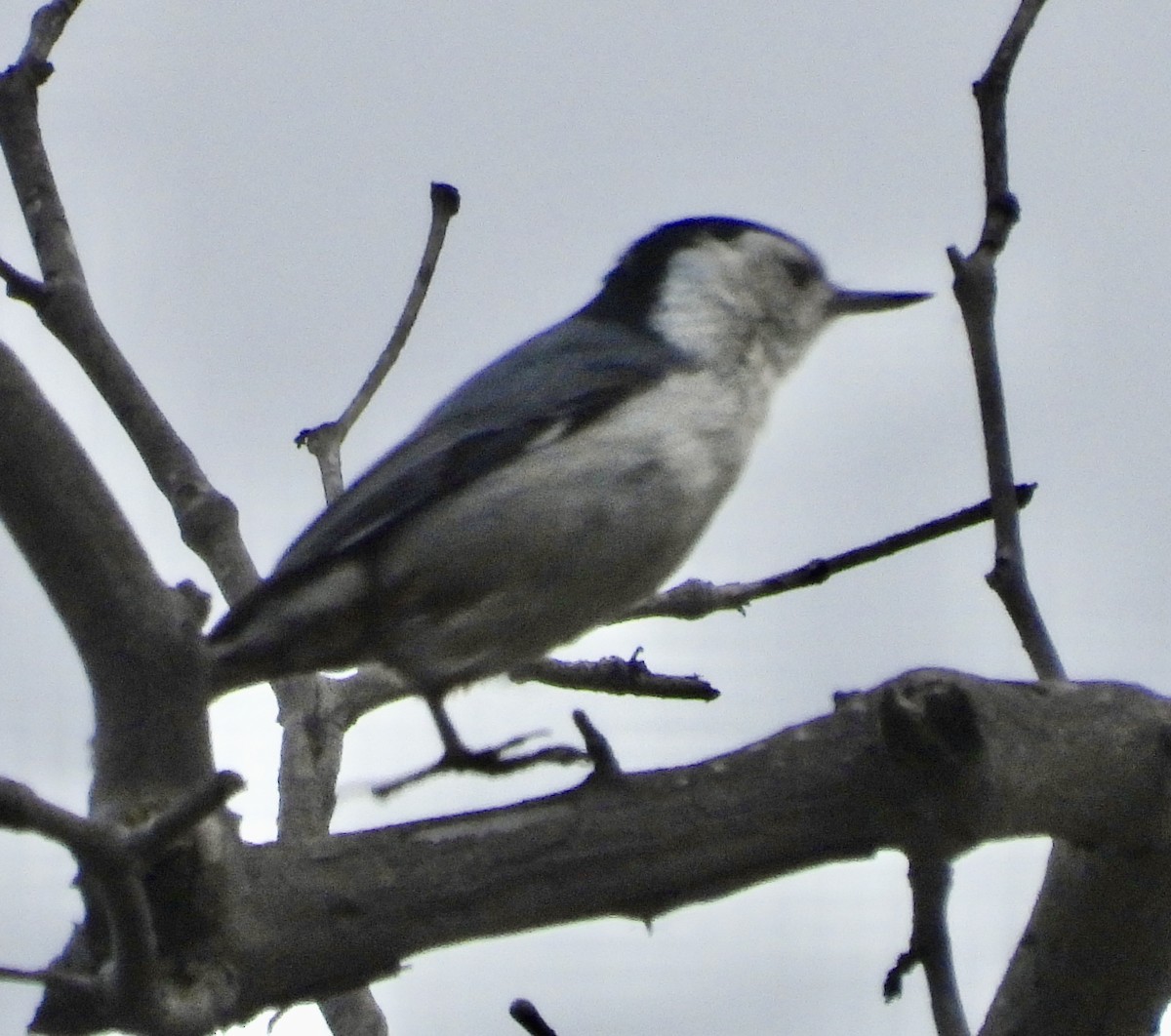 White-breasted Nuthatch - ML616378608