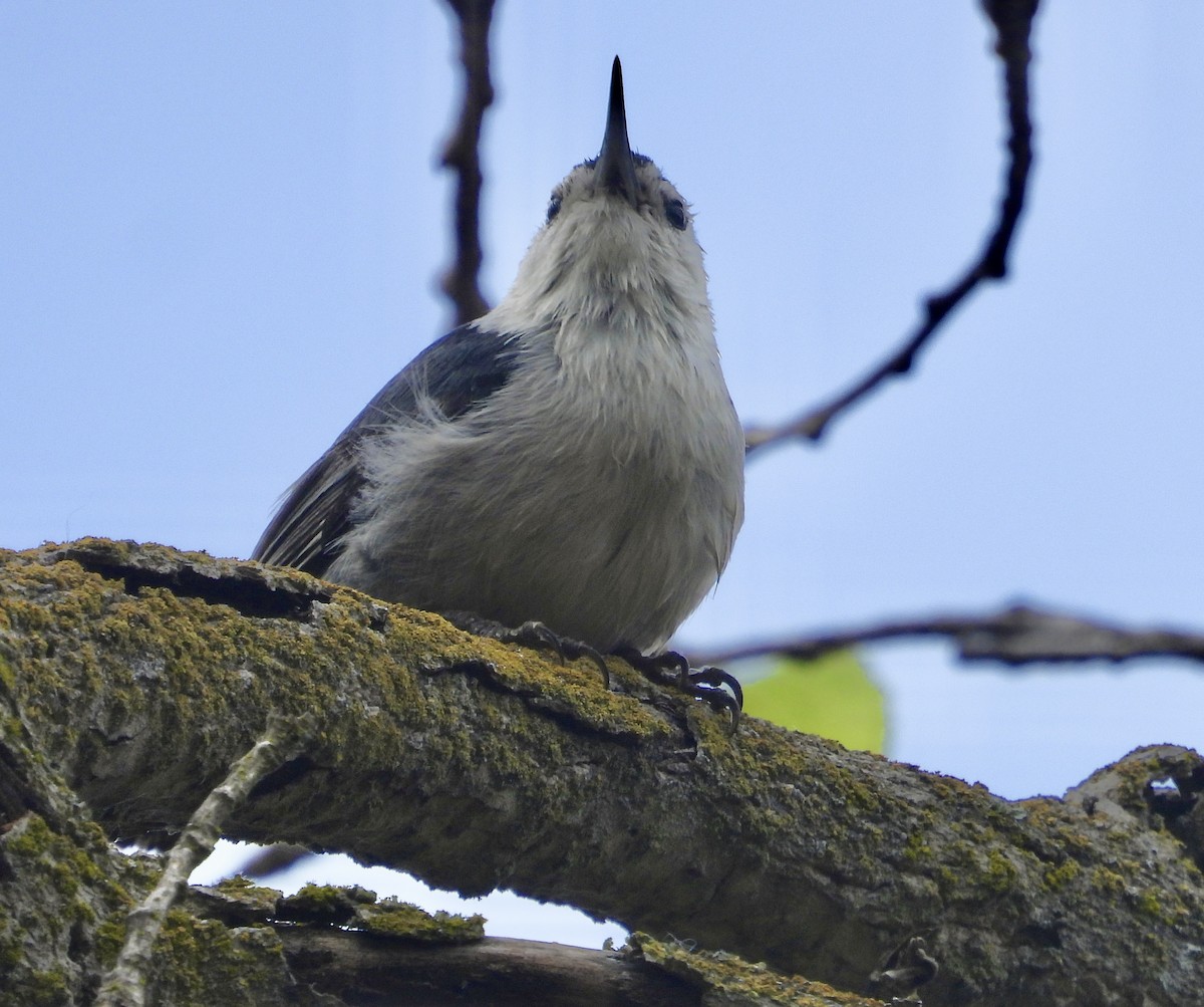 White-breasted Nuthatch - ML616378609