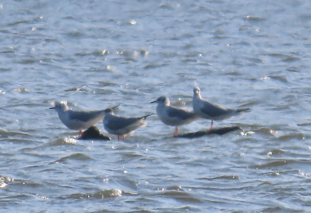 Bonaparte's Gull - ML616378614