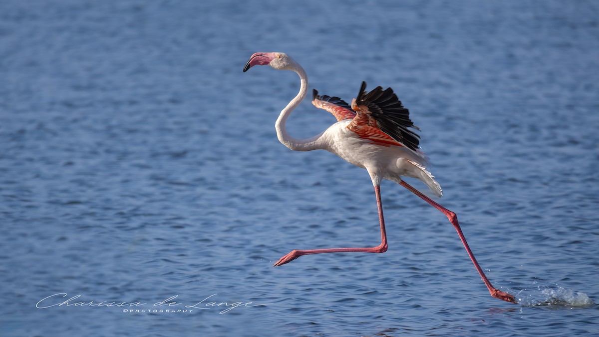 Greater Flamingo - ML616378693