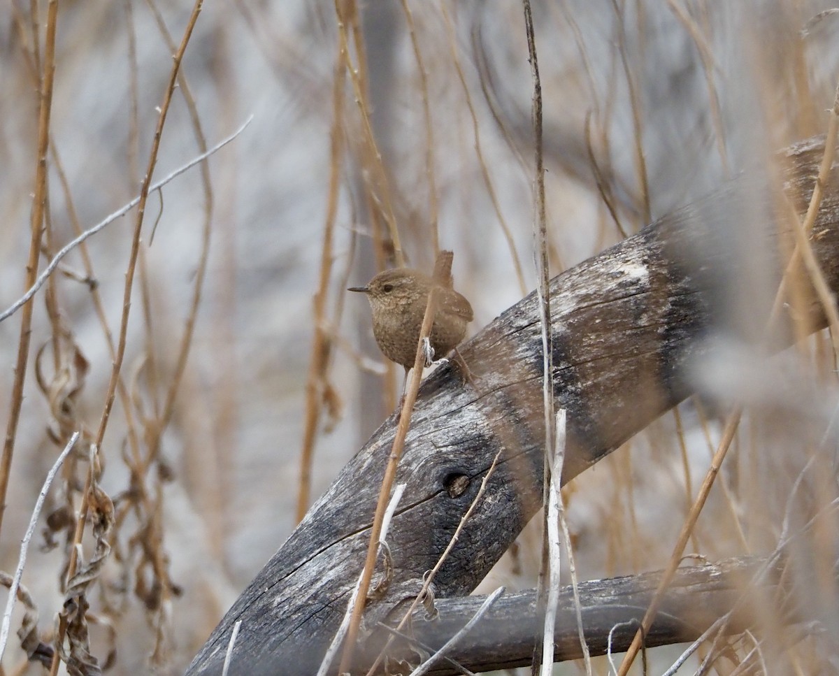 Winter Wren - ML616378716