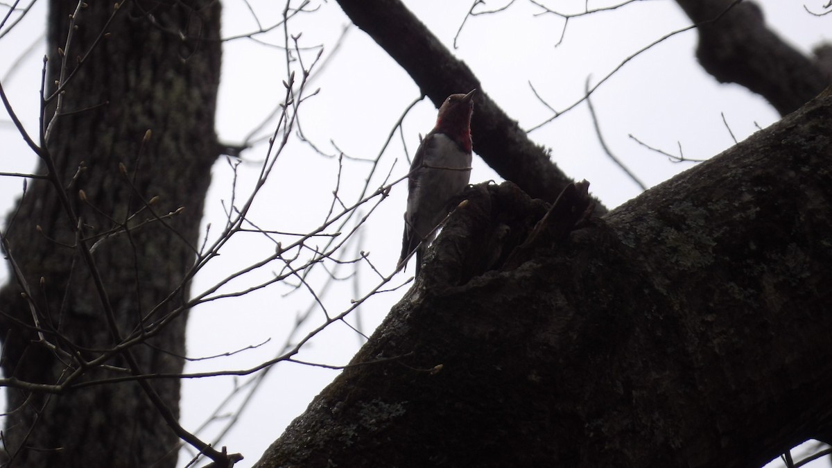 Red-headed Woodpecker - ML616378717