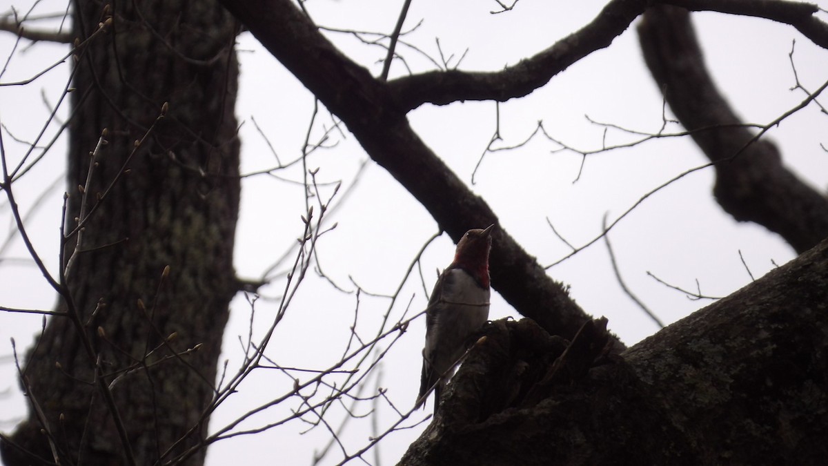 Red-headed Woodpecker - ML616378718