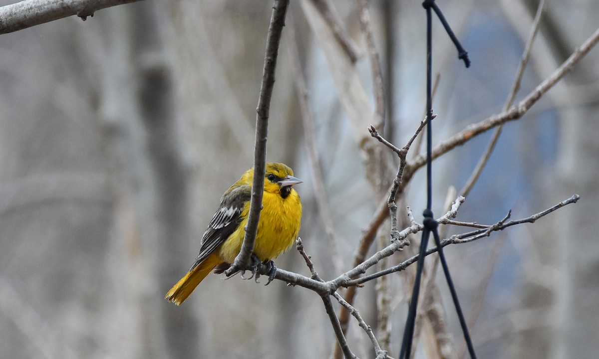 Bullock's Oriole - ML616378719