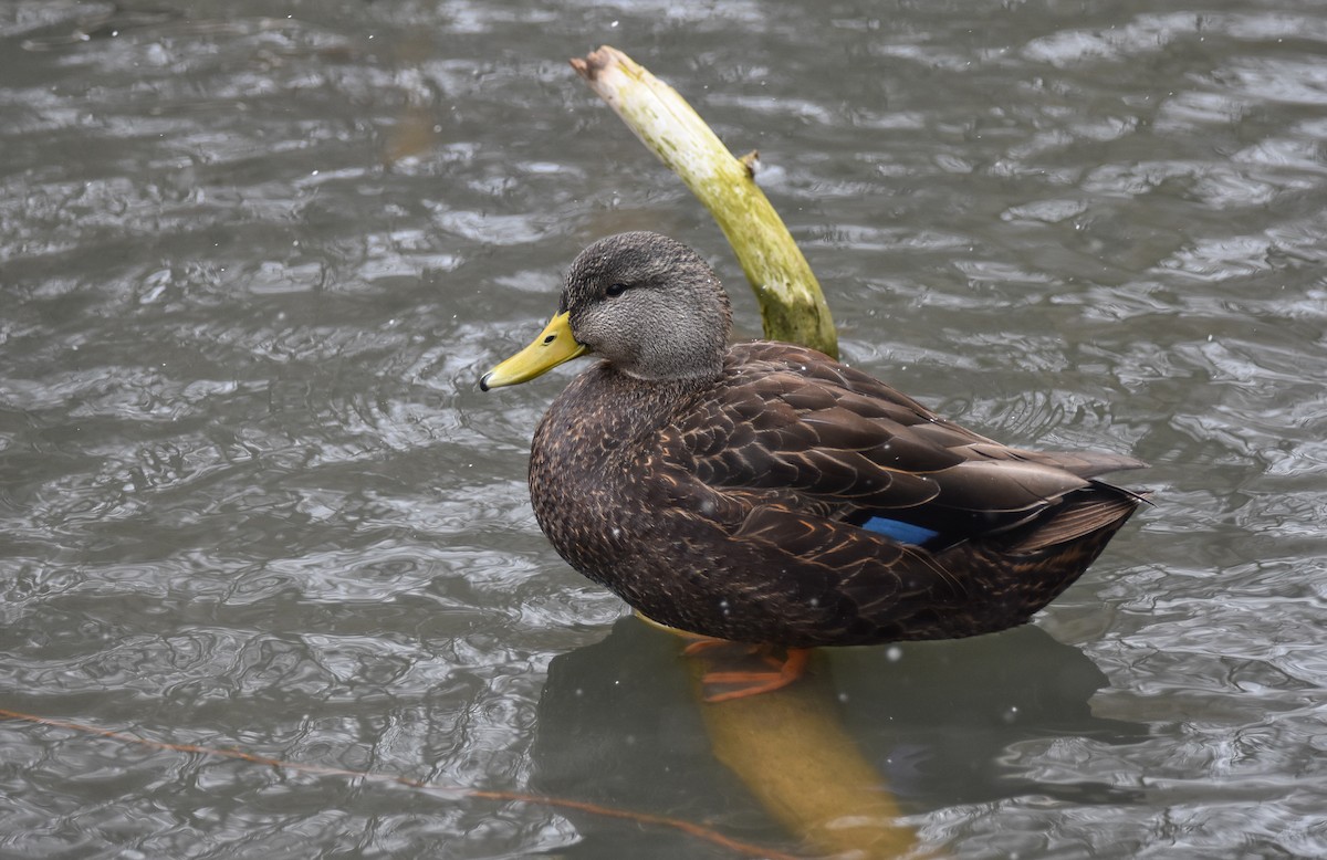 American Black Duck - ML616378744