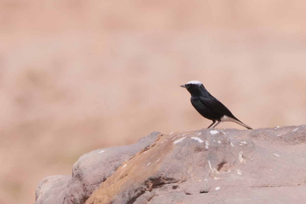 White-crowned Wheatear - ML616378752