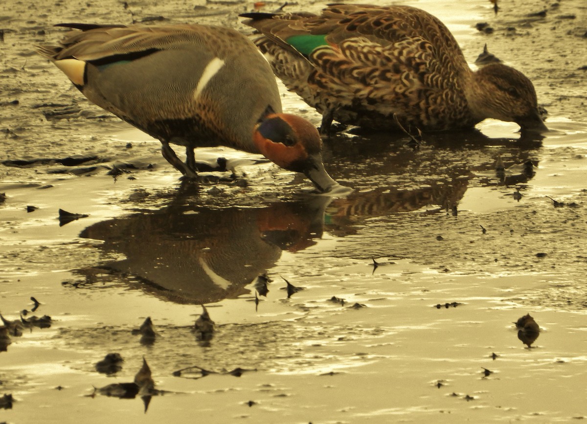 Green-winged Teal - ML616378857