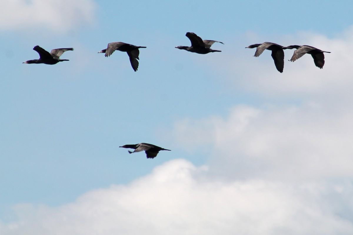 Double-crested Cormorant - ML616378884