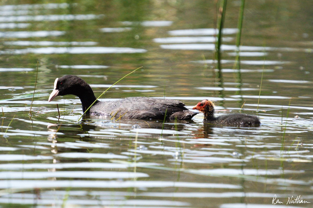 Eurasian Coot - ML616378885