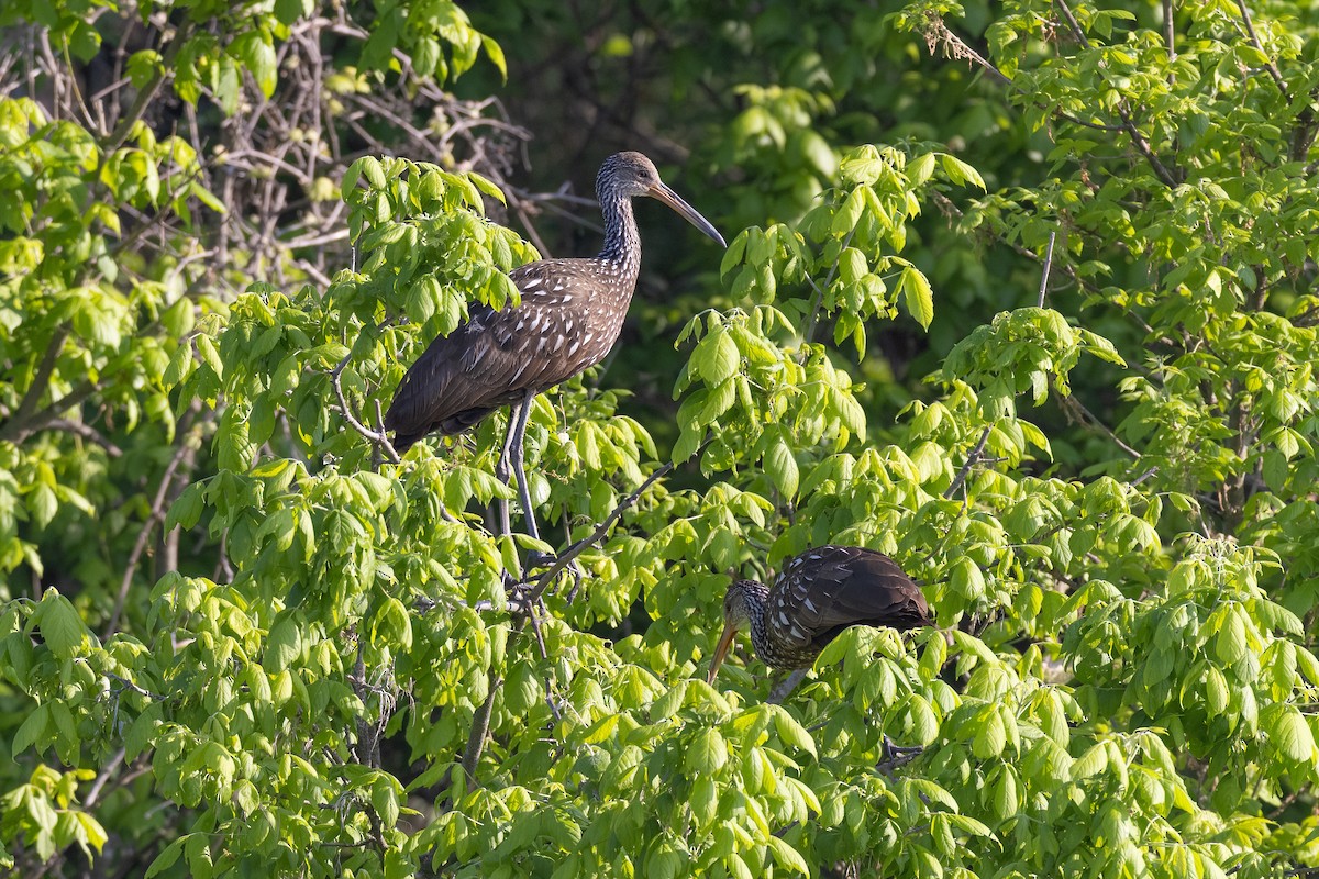 Limpkin - ML616378902