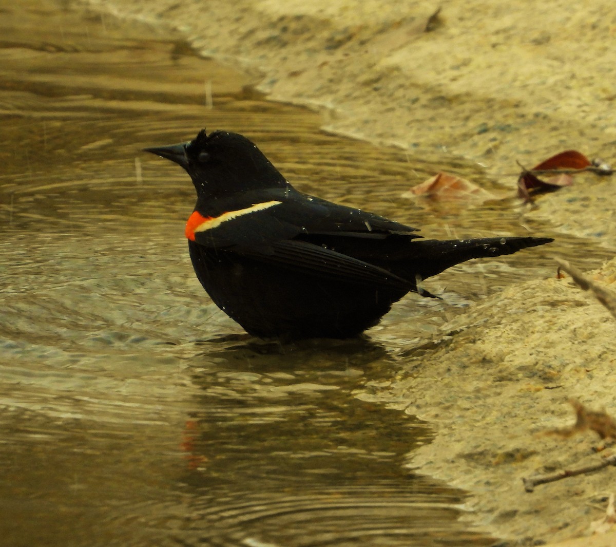 Red-winged Blackbird - ML616378925