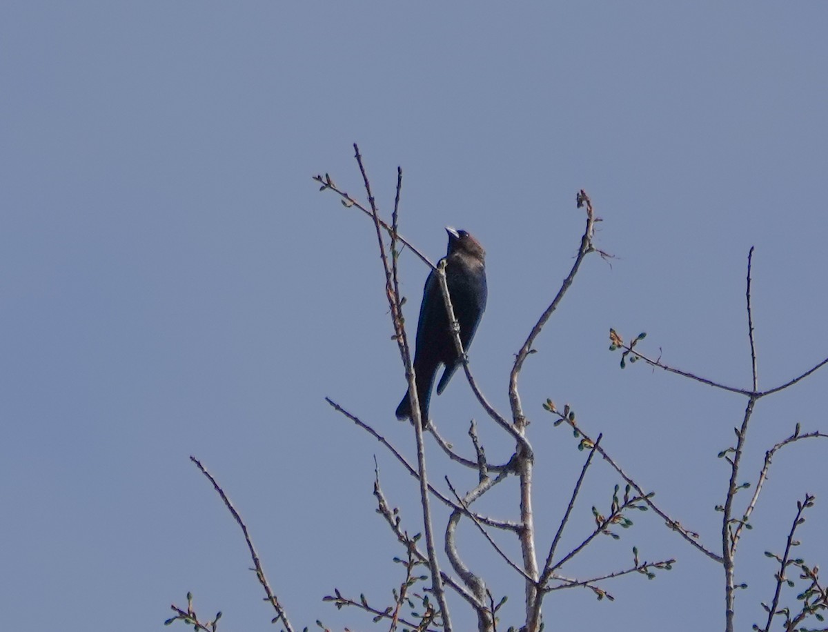 Brown-headed Cowbird - Dave Hart