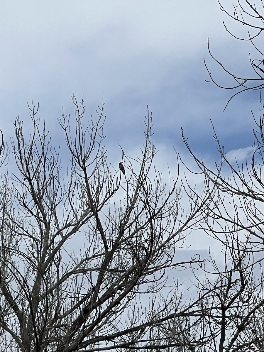 Northern Flicker - ML616378947