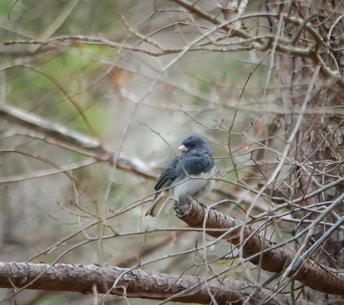 Junco Ojioscuro - ML616378948