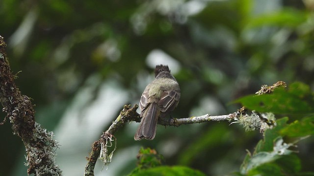 Dusky-capped Flycatcher - ML616378952