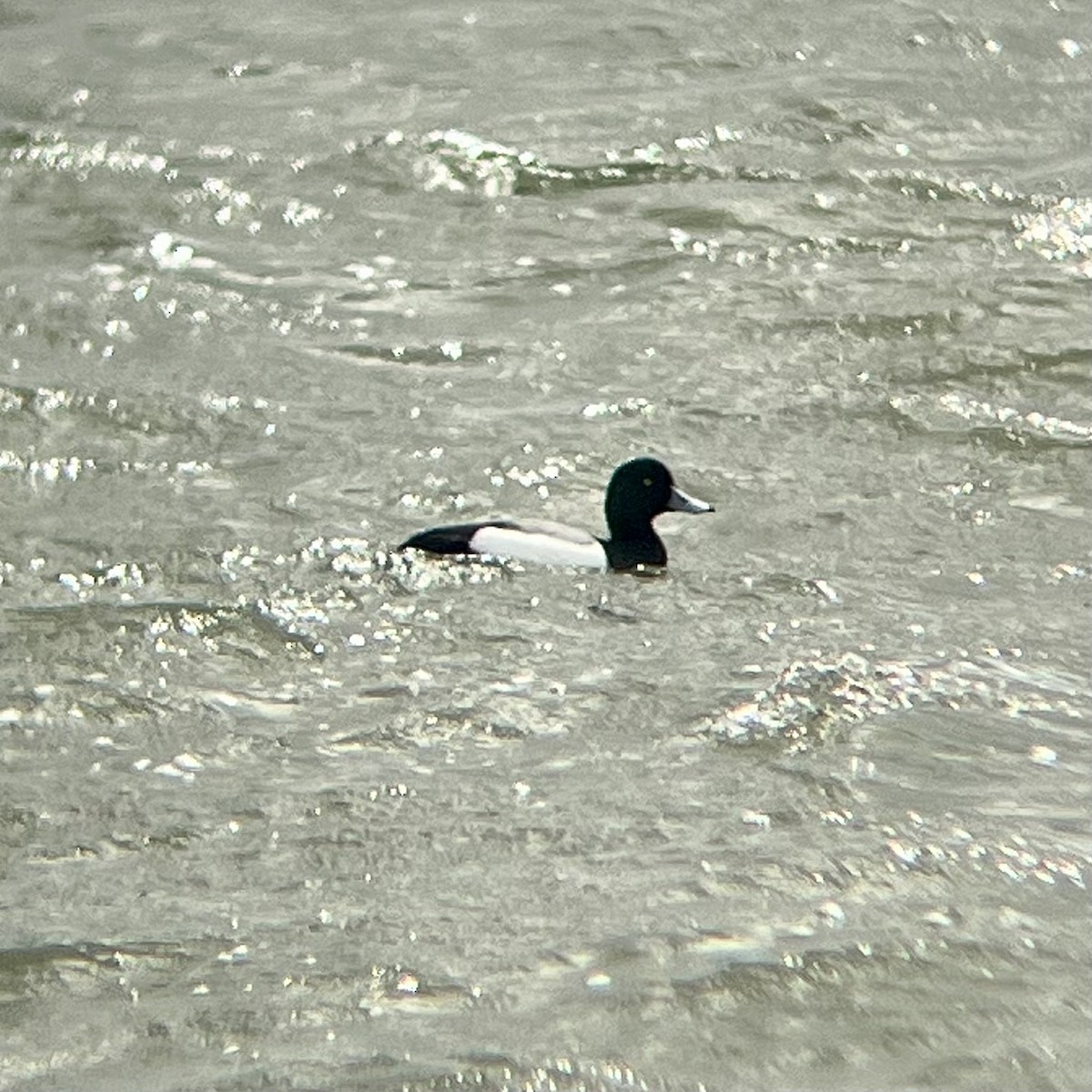 Greater Scaup - ML616378970