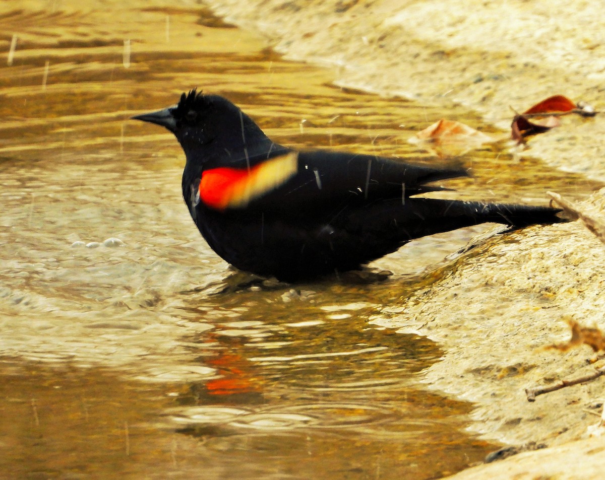 Red-winged Blackbird - ML616378976