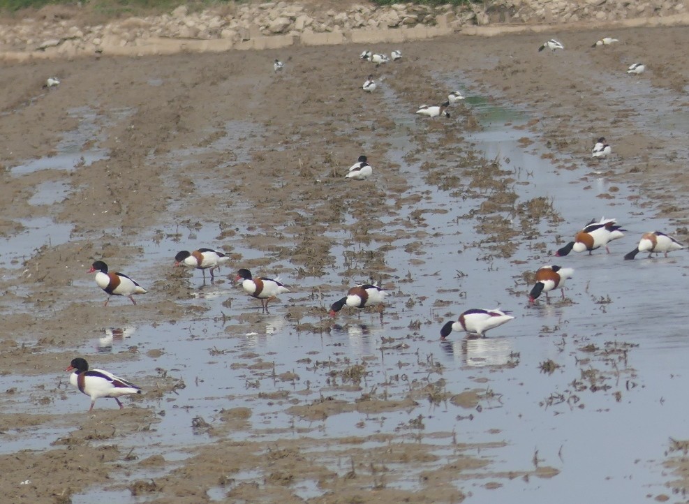 Common Shelduck - ML616379000