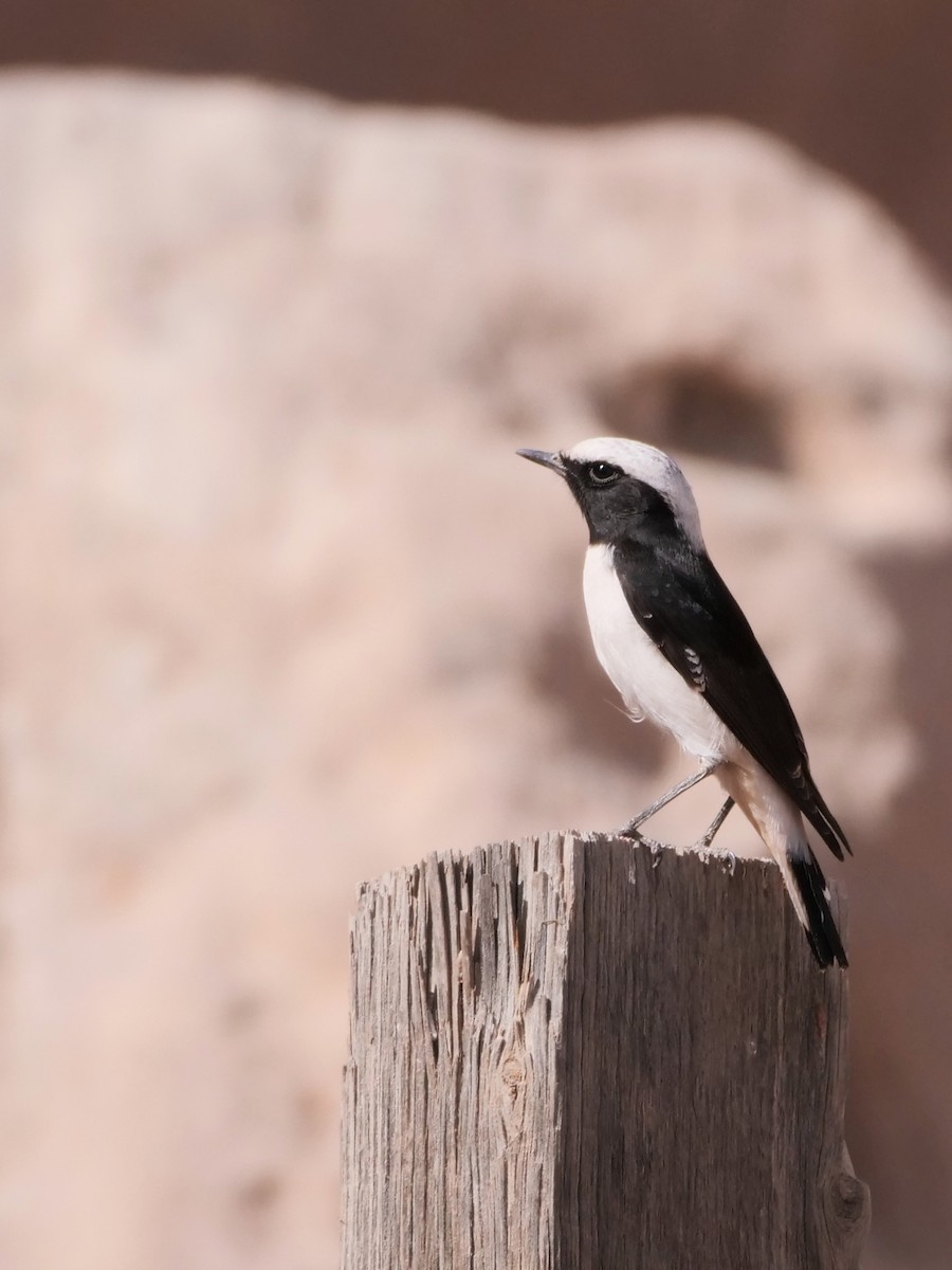 Mourning Wheatear - ML616379042