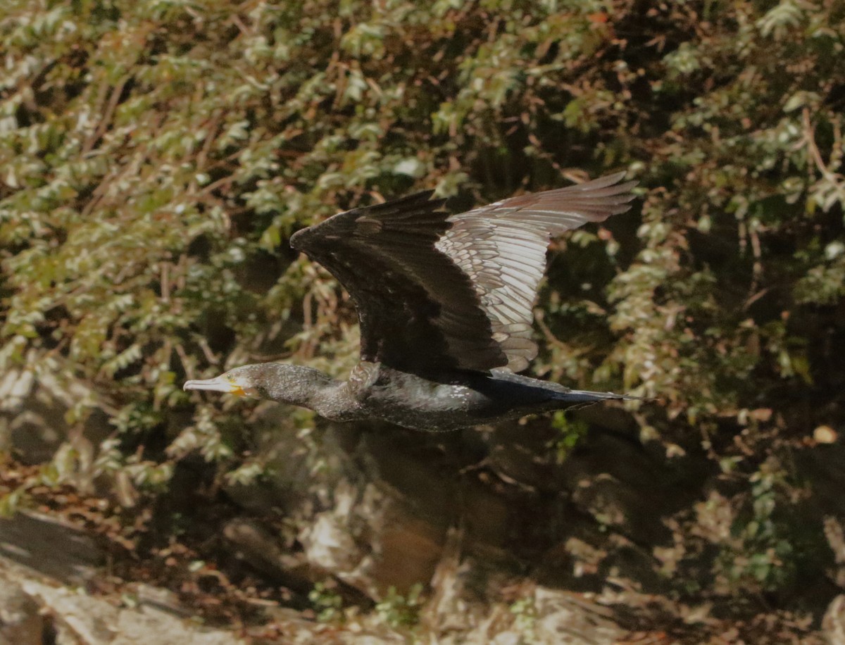 Great Cormorant - Meruva Naga Rajesh