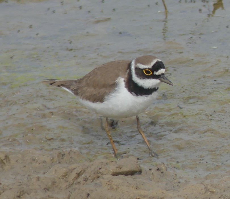 Little Ringed Plover - ML616379051