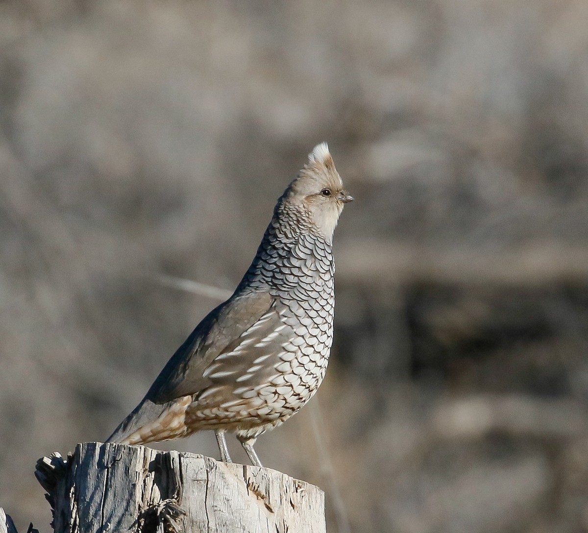 Scaled Quail - ML616379070
