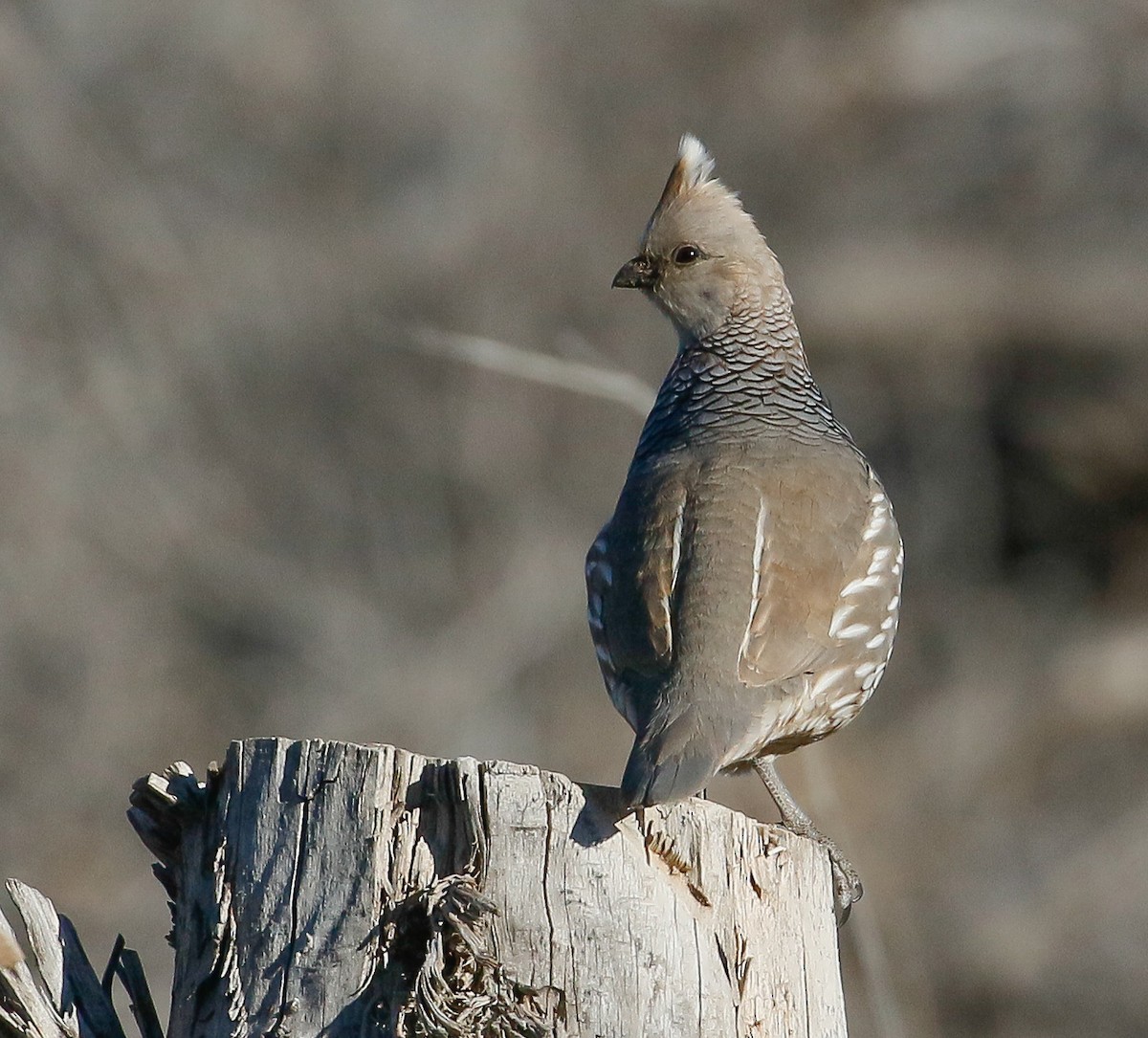 Scaled Quail - ML616379083