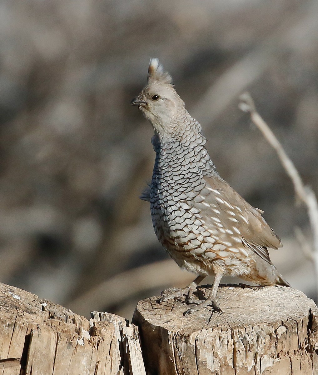 Scaled Quail - ML616379084
