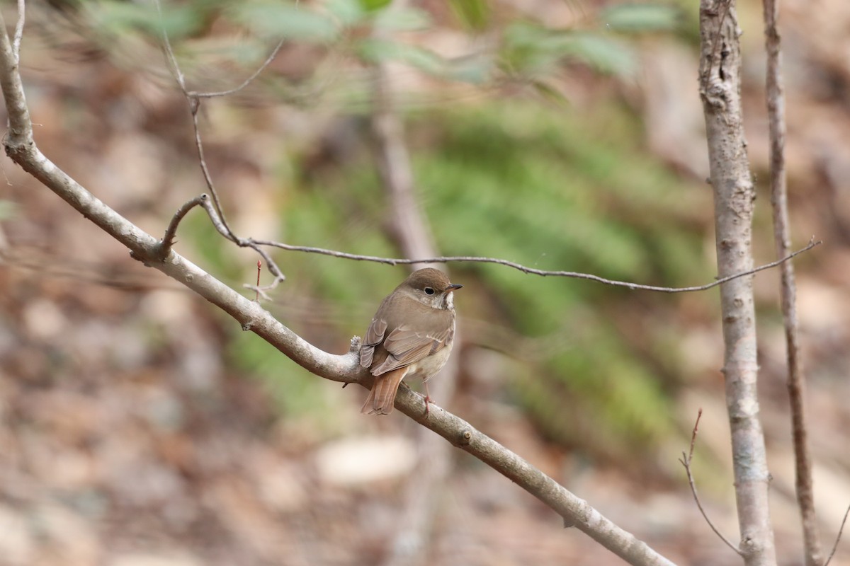 Hermit Thrush - ML616379085