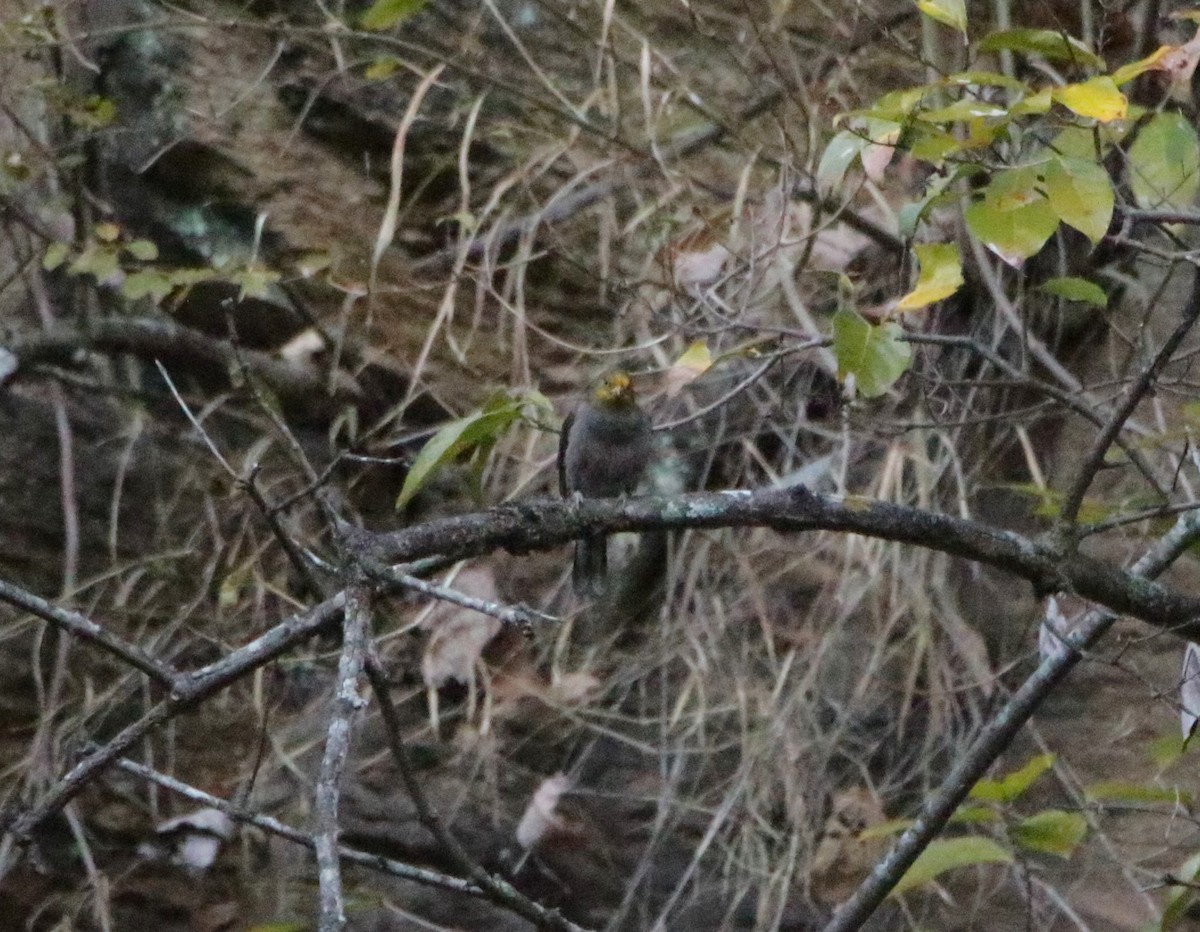 Yellow-rumped Honeyguide - ML616379107