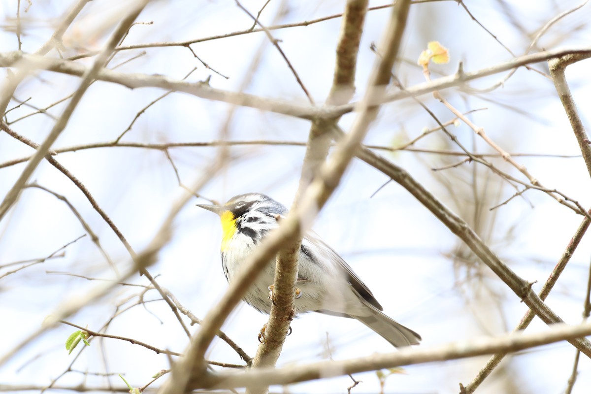 Yellow-throated Warbler - ML616379125