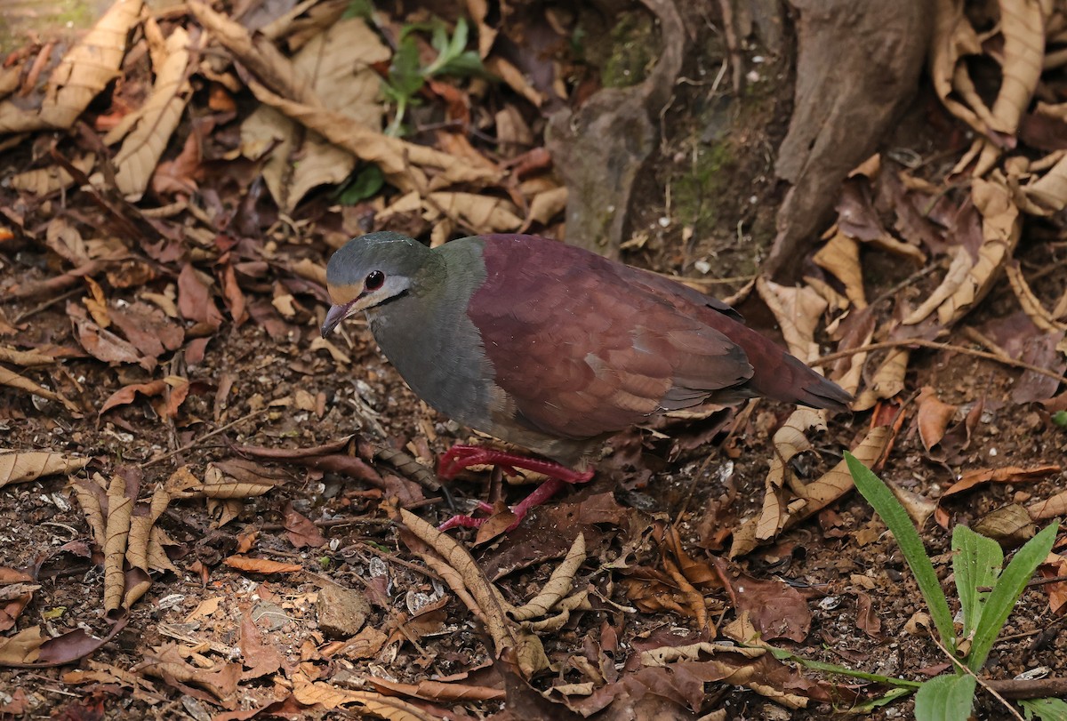 Buff-fronted Quail-Dove - ML616379134