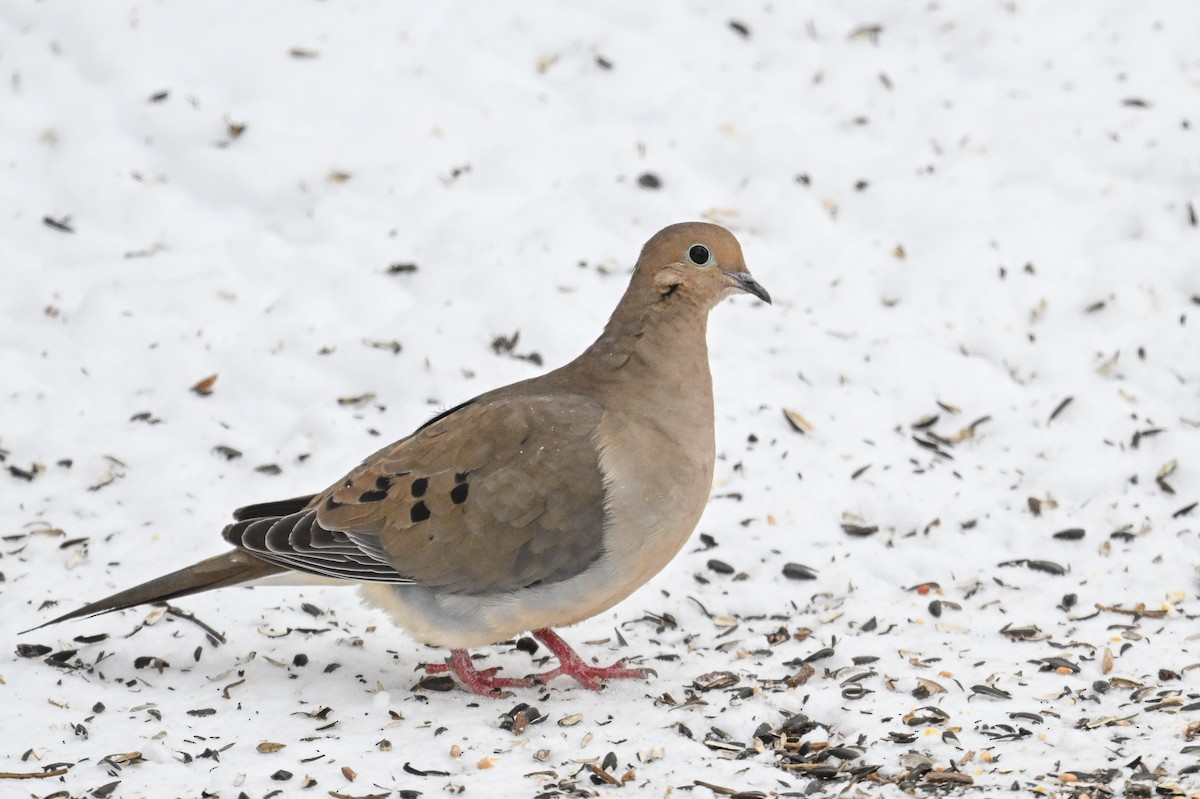 Mourning Dove - ML616379145