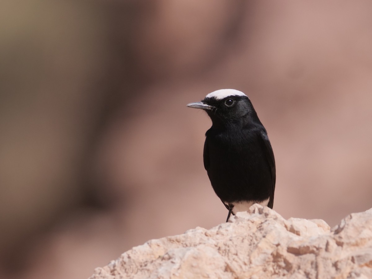 White-crowned Wheatear - ML616379175