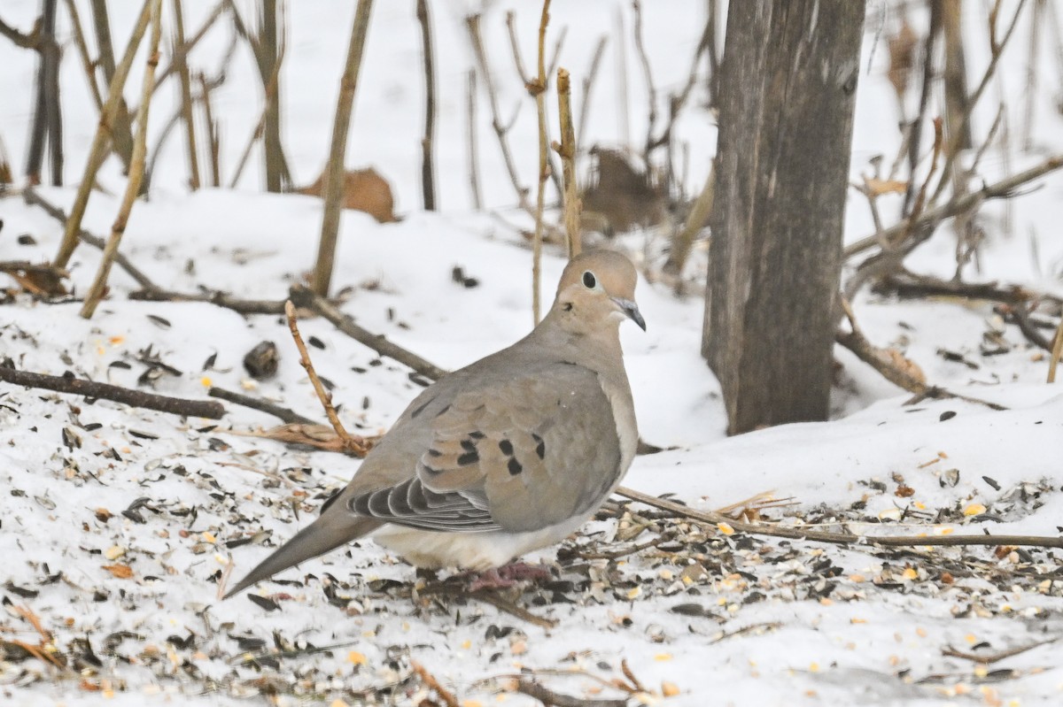 Mourning Dove - ML616379181