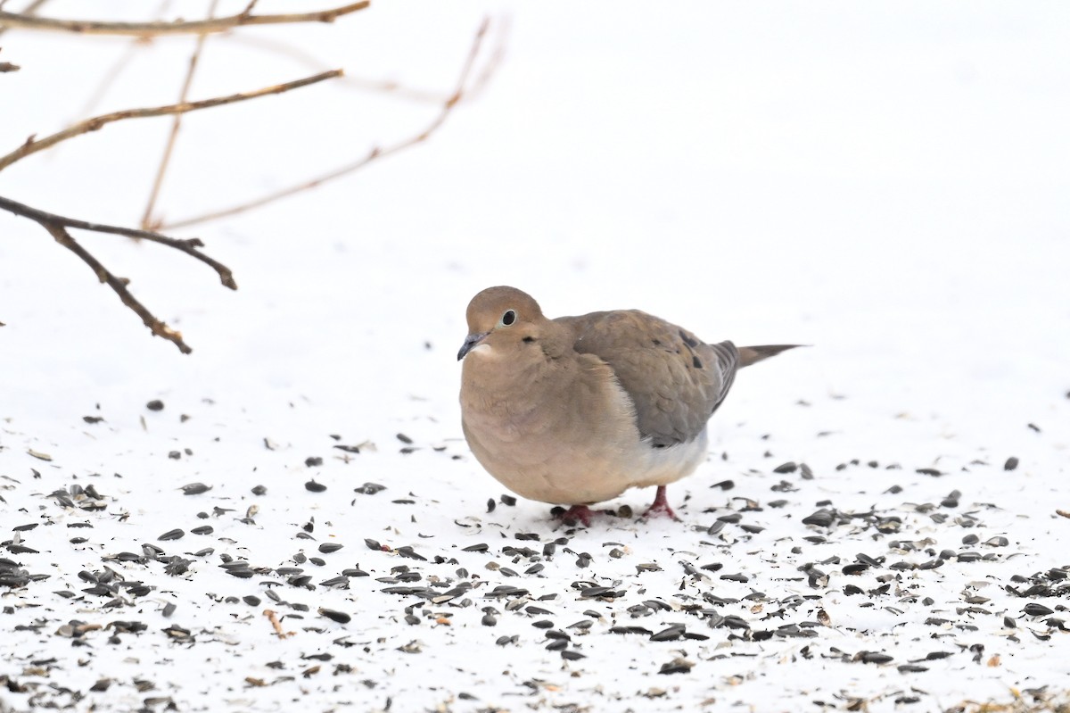 Mourning Dove - ML616379211