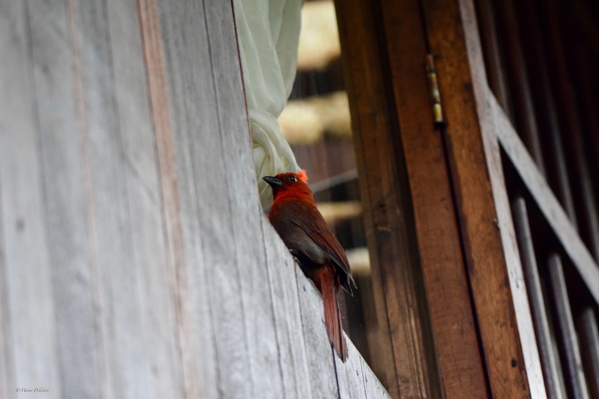 Crested Ant-Tanager - Mario Pelletier